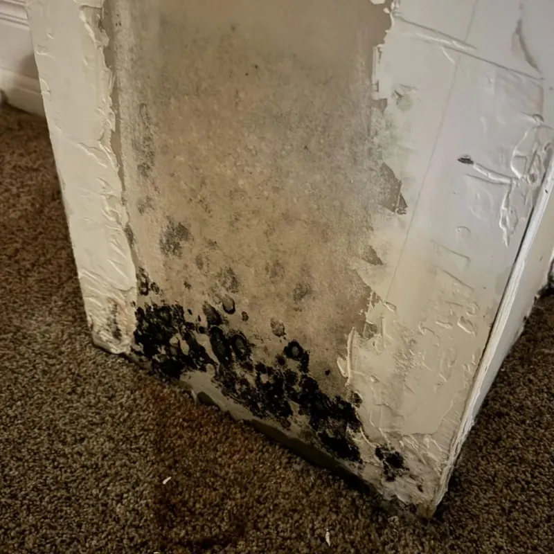 Professional Mold Removal in Northampton County, VA